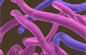 Диета при кандидозе