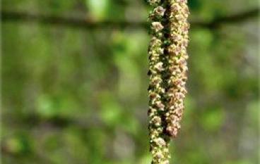 Май - время собирать березовые почки