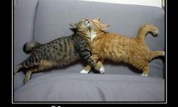 Котэавария