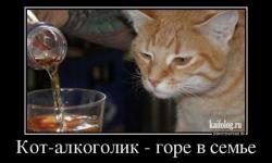 Кот-алкоголик, горе в семье