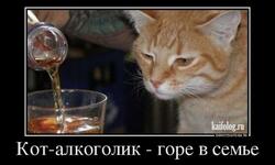 Кот-алкоголик, горе в семье