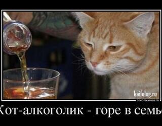 Кот-алкоголик, горе в семье