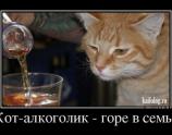 Кот-алкоголик, горе в семье