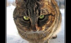 Кот неприкосновенное животное