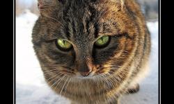 Кот неприкосновенное животное