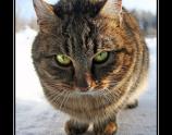 Кот неприкосновенное животное