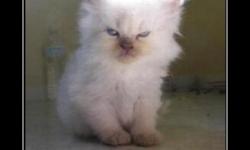 Я знаю где Ваши тапки