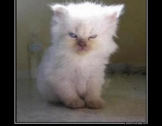 Я знаю где Ваши тапки