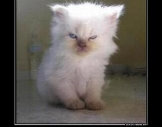 Я знаю где Ваши тапки