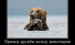 Пример дружбы между животными