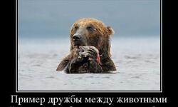 Пример дружбы между животными