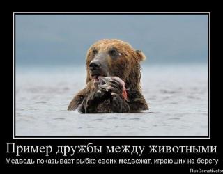 Пример дружбы между животными