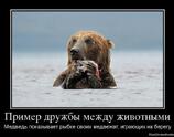Пример дружбы между животными