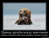 Пример дружбы между животными