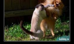 Сучка ты крашенная