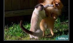 Сучка ты крашенная