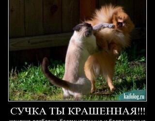 Сучка ты крашенная