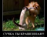 Сучка ты крашенная