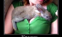 Волшебный кролик