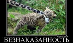 Безнаказанность
