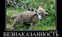 Безнаказанность