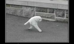 Грибной сезон открыт