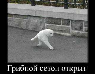 Грибной сезон открыт