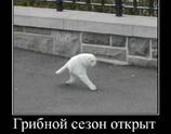 Грибной сезон открыт