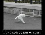 Грибной сезон открыт