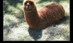 Волосатая какашка